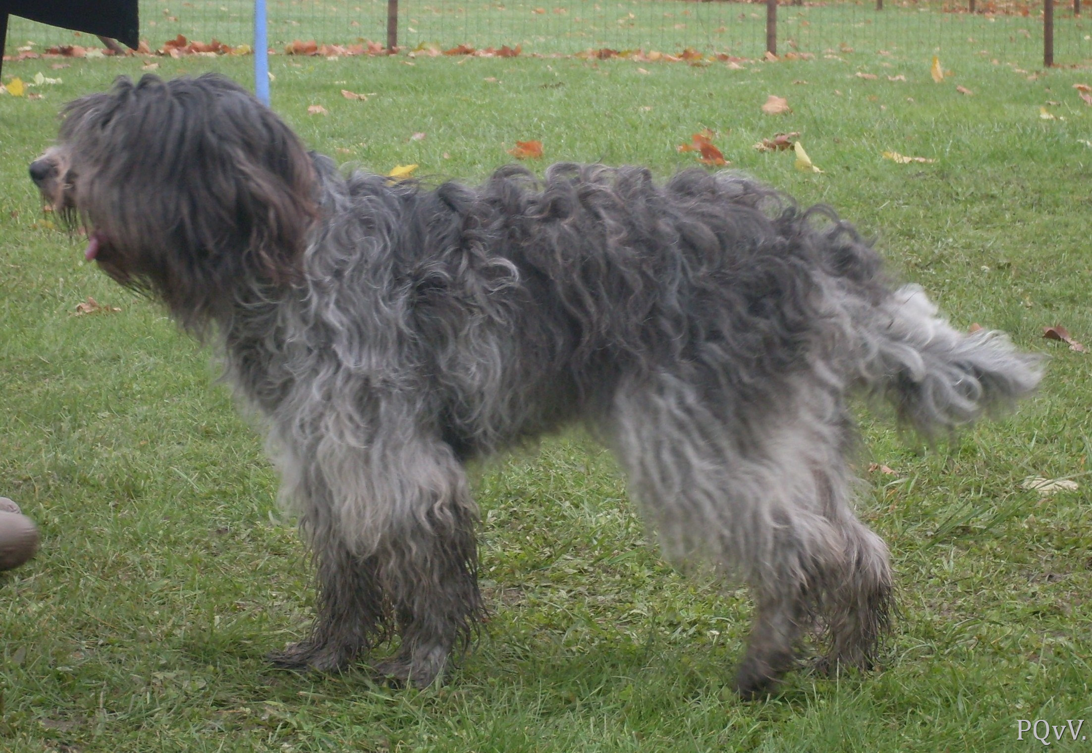 Coccinelledoes du Pré aux Vanneaux 